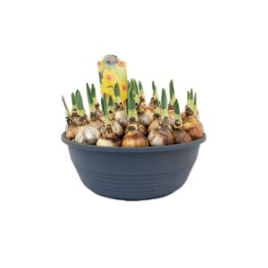 Narcissus Narcissus Bright Day
(1 Plants/Order)(27cmP 25cmH)