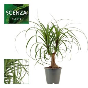 Nolina recurvata Beaucarnea recht 12 cm (Scenza)
(10 Plants/Order)(12cmP 35cmH)