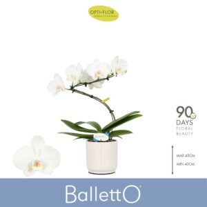 Phalaenopsis white more Ripsen Balletto Wing 1 spike in Lazio White
(3 Plants/Order)(12cmP 45cmH)