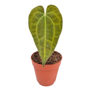 Anthurium Leaf Anthurium Dark Mama x Ace of Spades
(10 Plants/Order)(9cmP 15cmH)