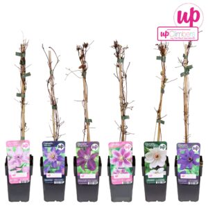Clematis Clematis mix tray value P12
(12 Plants/Order)(12cmP 45cmH)