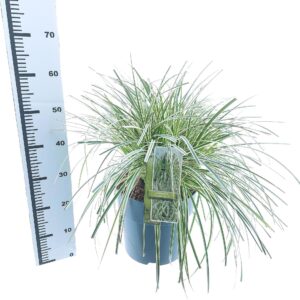 Carex Feather Falls Carex 'Feather Falls' PBR
(1 Plants/Order)(29cmP 55cmH)