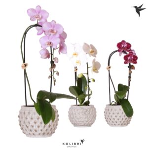 Phalaenopsis Elegant Cascade Kolibri Orchids Phalaenopsis Cascade Niagara Fall mix 1 spike in Marrakesh Pot g
(3 Plants/Order)(12cmP 50cmH)