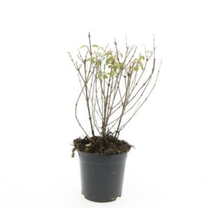 Fuchsia magellanica Riccartonii Fuchsia 'Riccartonii'
(8 Plants/Order)(14cmP 15cmH)