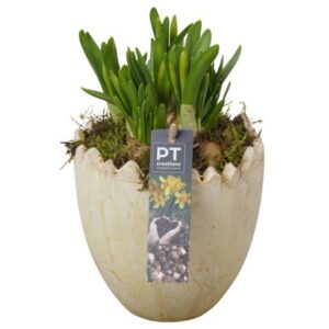 Narcissus Tete a Tete PTNP4474 Arrangement Narcissus Easter in Ceramics ei
(6 Plants/Order)(14cmP 18cmH)