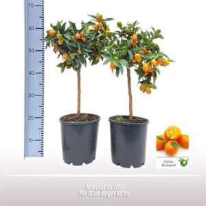 Fortunella margarita Kumquat op stam
(3 Plants/Order)(19cmP 60cmH)