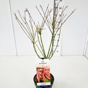 Acer palmatum Acer palm. 'Jerre Schwartz' 40-60C3
(1 Plants/Order)(19cmP 60cmH)