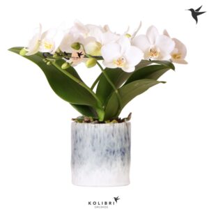 Phalaenopsis Multiflora Kolibri Orchids Phalaenopsis Halo white in Sky Pot
(3 Plants/Order)(9cmP 30cmH)