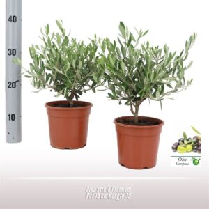Olea europaea Olea struik
(6 Plants/Order)(15cmP 35cmH)
