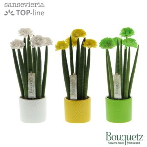 Sansevieria Cylindrica Sansevieria TOP-line Bouquetz Colourfull Easter mix in Dots Ceramics
(6 Plants/Order)(8.5cmP 35cmH)