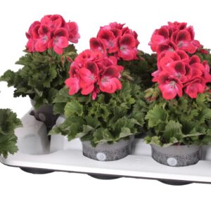 Pelargonium Pelargonium Grandifloru Pelg. Don Pablo 12cm
(8 Plants/Order)(12cmP 28cmH)