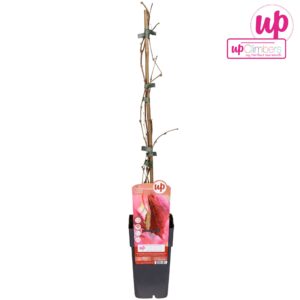 Parthenocissus Parthenocissus q. var. Engelmannii P15
(10 Plants/Order)(15cmP 65cmH)