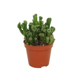 Crassula ovata Trompet Crassula trompet 8,5 cm
(18 Plants/Order)(8.5cmP 10cmH)