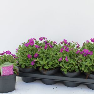 Aubrieta pink Queen aubrieta pink
(8 Plants/Order)(13cmP 15cmH)