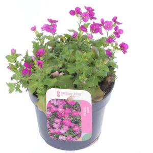 Arabis caucasica Little Treasure De Arabis cauc. Little Treasure pink
(8 Plants/Order)(13cmP 20cmH)