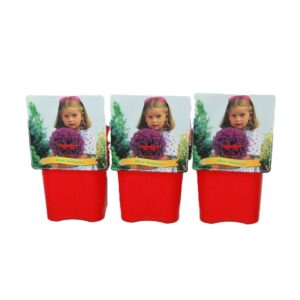 Allium Ambassador Allium 'Ambassador'' C5
(1 Plants/Order)(21cmP 35cmH)