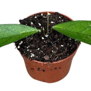 Hoya Hoya Dasyanta
(9 Plants/Order)(10.5cmP 15cmH)