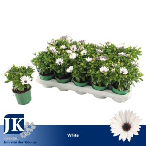 Osteospermum Sunny Felix Osteospermum white TST
(15 Plants/Order)(10.5cmP 25cmH)
