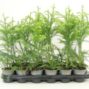 Cryptomeria Sekkan Cryptomeria japonica 'Sekkan'
(18 Plants/Order)(9cmP 30cmH)