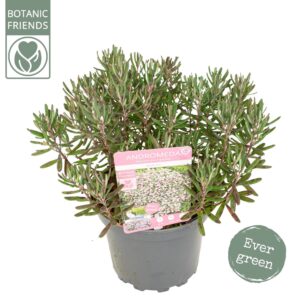 Andromeda polifolia Blue Ice Andromeda poli. 'Blue Ice'
(1 Plants/Order)(17cmP 35cmH)