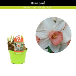 Narcissus Narcissus Iwona 9cm
(18 Plants/Order)(9cmP 11cmH)