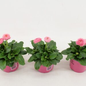 Bellis perennis Roggl bellis Perennis Dubble bloemig pink
(15 Plants/Order)(10.5cmP 15cmH)