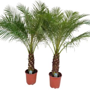 Phoenix roebelenii Phoenix roebelenii P27
(1 Plants/Order)(27cmP 150cmH)