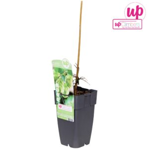 Humulus lupulus Humulus lupulus Nordbrau P15
(1 Plants/Order)(15cmP 65cmH)