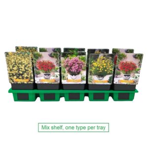 Coreopsis verticillata mix laag P11
(10 Plants/Order)(11cmP 25cmH)