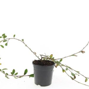 Cotoneaster Cotoneaster dam. 'Schoon'
(8 Plants/Order)(14cmP 10cmH)