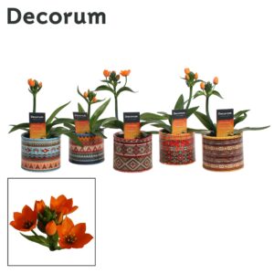 Ornithogalum dubium Ornithogalum Dubium orange 1pp in Ompot Africa (Decorum)
(6 Plants/Order)(10.5cmP 20cmH)