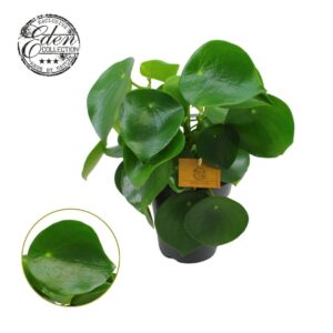 Peperomia Raindrop Peperomia Polybotrya 15cm
(6 Plants/Order)(15cmP 25cmH)
