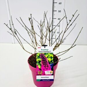 Buddleja Buddleja dav. 'Prince Charming' 50-60C5
(1 Plants/Order)(23cmP 70cmH)