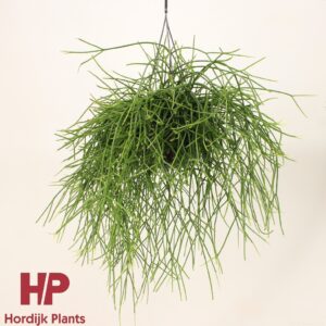 Rhipsalis pulchra Rhipsalis pulchra 15cm
(7 Plants/Order)(15cmP 40cmH)