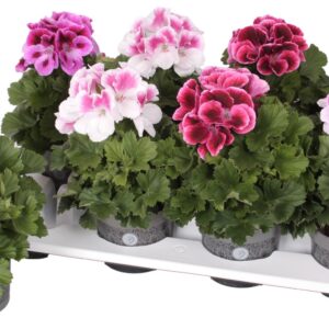 Pelargonium Grandifloru Pelg. Bella Donna mix tray 12cm
(8 Plants/Order)(12cmP 28cmH)