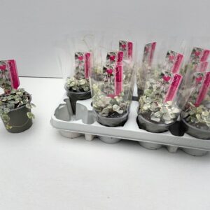 Ceropegia woodii Variegata Ceropegia Variagata
(12 Plants/Order)(9cmP 5cmH)