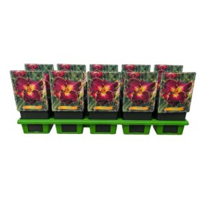 Hemerocallis Hemerocallis 'Excellent' P11
(10 Plants/Order)(11cmP 25cmH)