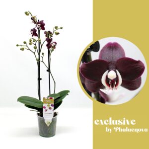 Phalaenopsis other red more Black Widow 2-tak 55cm (GROEN)
(10 Plants/Order)(12cmP 55cmH)