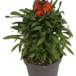 Erysimum Leya Orange Glow Erysimum Leya Orange Glow
(8 Plants/Order)(13cmP 25cmH)