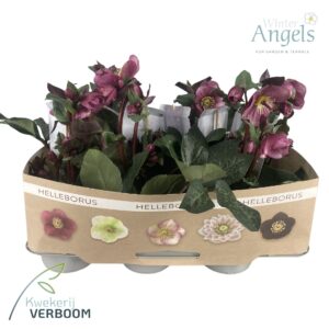 Helleborus Charmer Helleborus Frostkiss Charmer p15 s
(8 Plants/Order)(15cmP 40cmH)