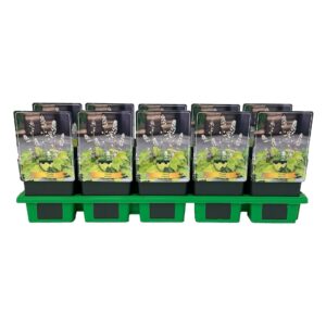 Tiarella wherryi Tiarella Wherryi P11
(10 Plants/Order)(11cmP 25cmH)