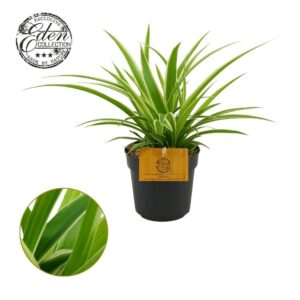 Chlorophytum Ocean Chlorophytum Ocean 10,5cm
(8 Plants/Order)(10.5cmP 15cmH)