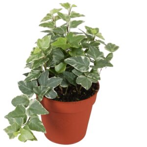 Hedera Tamara Hedera helix Tamara
(18 Plants/Order)(9cmP 5cmH)