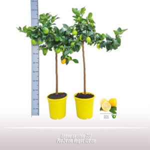 Citrus limon Citroen op stam
(1 Plants/Order)(24cmP 120cmH)