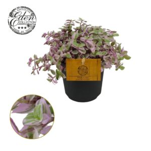 Callisia Callisia Rosato 10,5cm
(10 Plants/Order)(10.5cmP 15cmH)