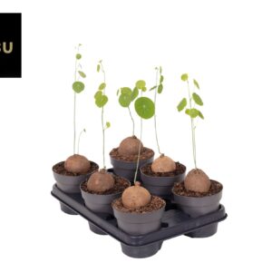 Stephania pierrei Stephania Erecta L
(6 Plants/Order)(12cmP 20cmH)