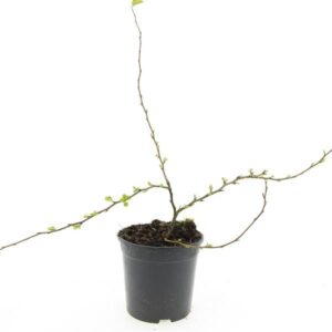 Chaenomeles x superba Red Trail Chaenomeles sup. 'Red Trail'
(8 Plants/Order)(14cmP 10cmH)