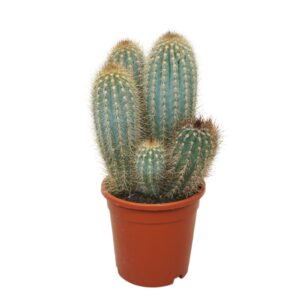 Cactus Pilosocereus braunii Group 17 cm
(4 Plants/Order)(17cmP 40cmH)