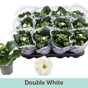Kalanchoe Calandiva Ewbank Kalanchoë Double White
(12 Plants/Order)(9cmP 19cmH)
