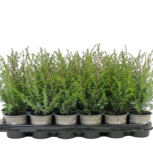 Juniperus communis Suecica Juniperus communis 'Suecica'
(24 Plants/Order)(9cmP 20cmH)